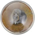 12821CP by PHILLIPS INDUSTRIES - Multi-Purpose Light Bulb - 12V, 5 Watts, Standard, Clear, Incandescent