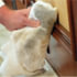 Trimaco 10824 Microfiber Towel Micro-Fiber, 24 pk