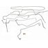 919-243 by DORMAN - Stainless Steel Brake Line Kit
