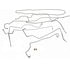 919-245 by DORMAN - Stainless Steel Brake Line Kit
